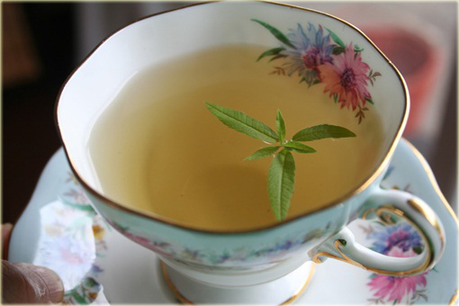 Lippia cytrynowa, Werbena cytrynowa Lippia citriodora