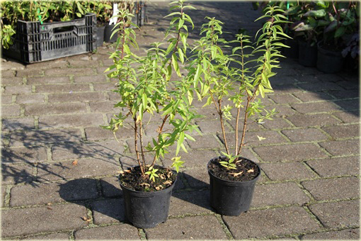 Lippia cytrynowa, Werbena cytrynowa Lippia citriodora