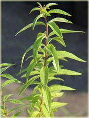 Lippia cytrynowa, Werbena cytrynowa Lippia citriodora