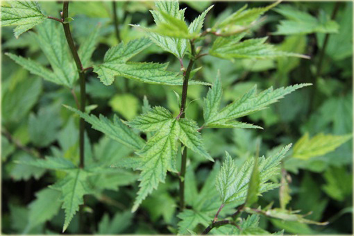 Neillia chińska Neillia sinensis