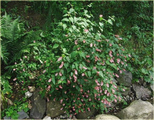 Neillia chińska Neillia sinensis