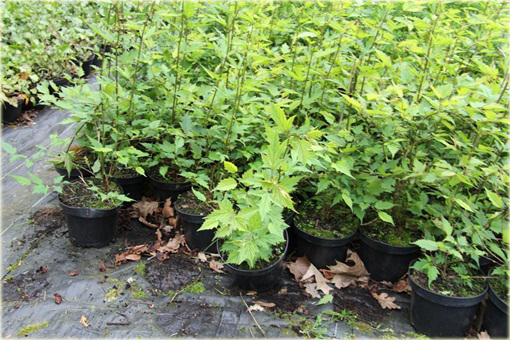 Neillia chińska Neillia sinensis