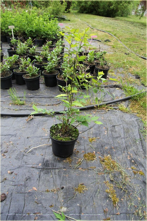 Neillia chińska Neillia sinensis