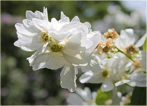 Obiela wielkokwiatowa groniasta Exochorda racemosa