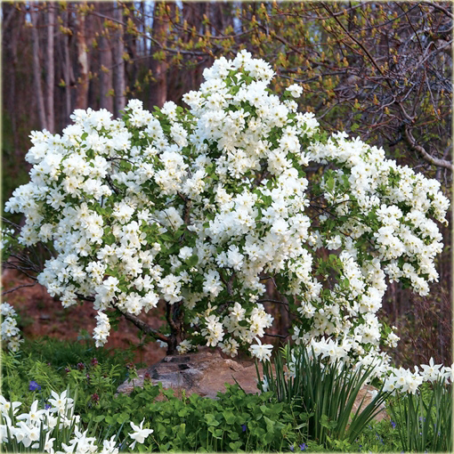 Obiela wielkokwiatowa groniasta Exochorda racemosa