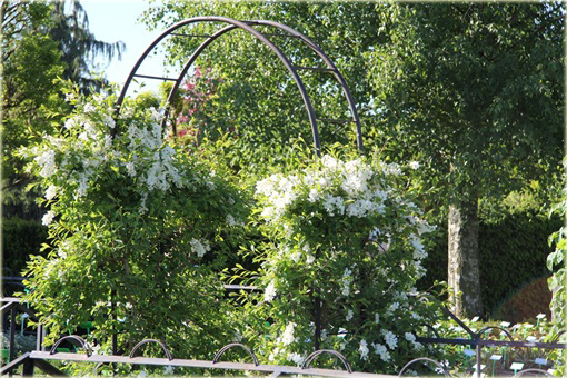 Obiela wielkokwiatowa groniasta Exochorda racemosa