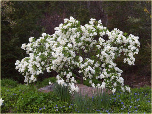 Obiela wielkokwiatowa groniasta Exochorda racemosa