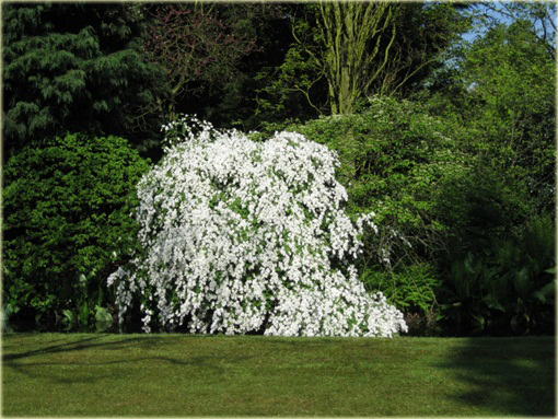 Obiela wielkokwiatowa groniasta Exochorda racemosa