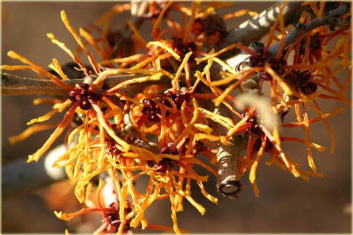 Oczar pośredni Afrodyta Hamamelis intermedia Aphrodite