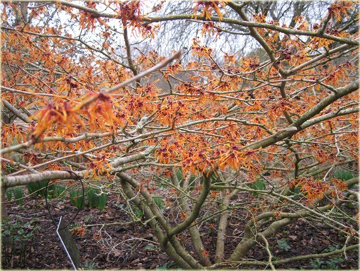 Oczar pośredni Afrodyta Hamamelis intermedia Aphrodite