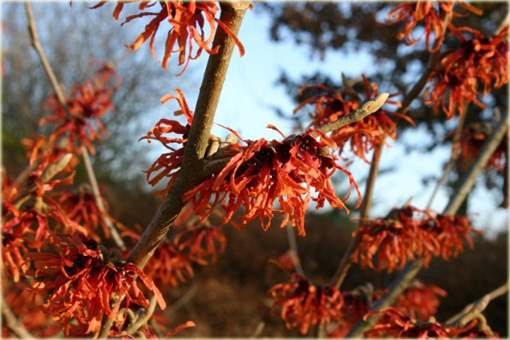 Oczar pośredni Diana Hamamelis intermedia Diane