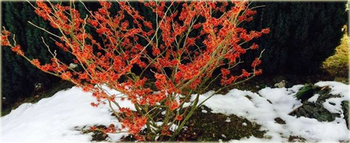 Oczar pośredni Diana Hamamelis intermedia Diane