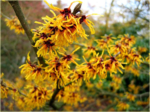 Oczar skupiony Orange beauty Hamamelis integra
