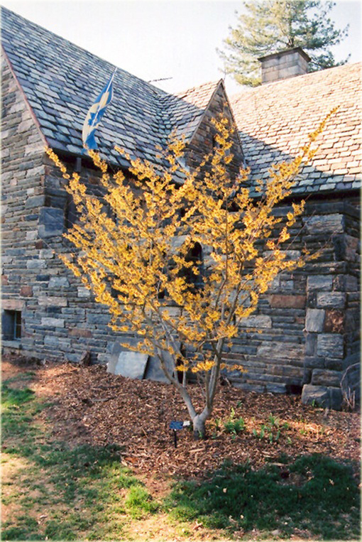Oczar skupiony Orange beauty Hamamelis integra