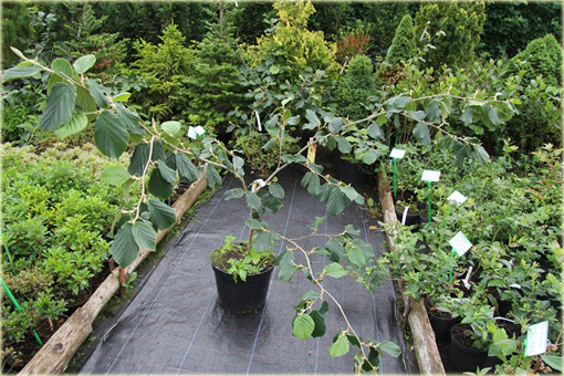 Oczar skupiony Orange beauty Hamamelis integra