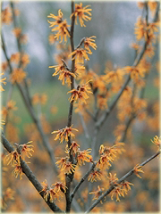 Oczar skupiony Orange beauty Hamamelis integra