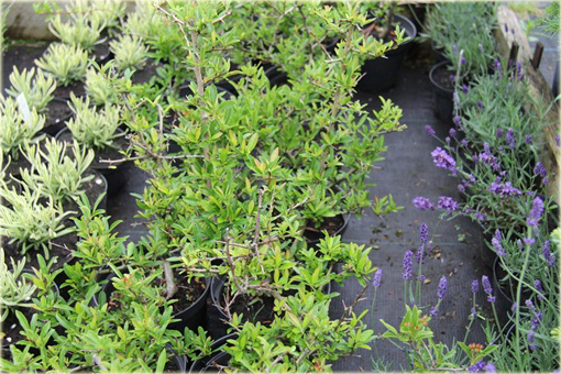 Ognik Orange Glow Pyracantha Orange Glow