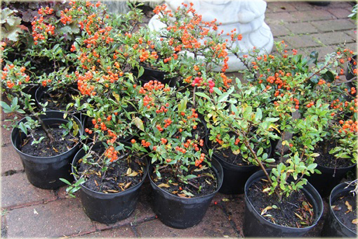 Ognik Orange Glow Pyracantha Orange Glow
