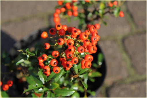 Ognik Orange Glow Pyracantha Orange Glow