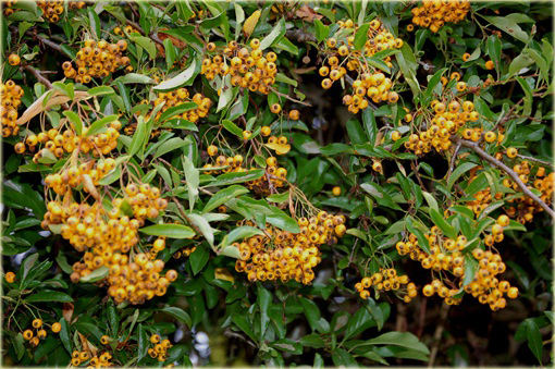 Ognik szkarłatny Golden Charmer Pyracantha coccinea