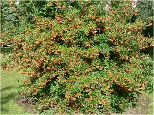 Ognik szkarłatny Golden Charmer Pyracantha coccinea