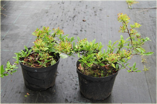 Ognik szkarłatny Golden Charmer Pyracantha coccinea
