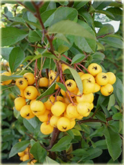 Ognik szkarłatny Golden Charmer Pyracantha coccinea