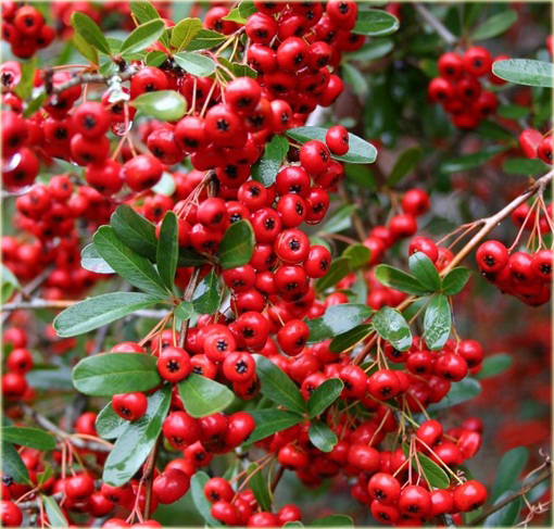 Ognik szkarłatny Red Column Pyracantha coccinea Red Column