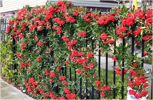 Ognik szkarłatny Red Column Pyracantha coccinea Red Column