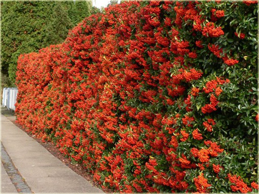 Ognik szkarłatny Red Column Pyracantha coccinea Red Column