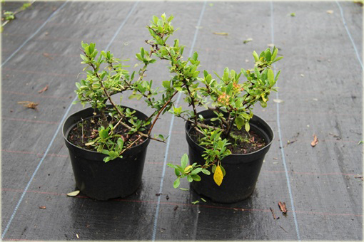 Ognik szkarłatny Red Column Pyracantha coccinea Red Column