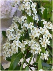 Ognik szkarłatny Red Column Pyracantha coccinea Red Column