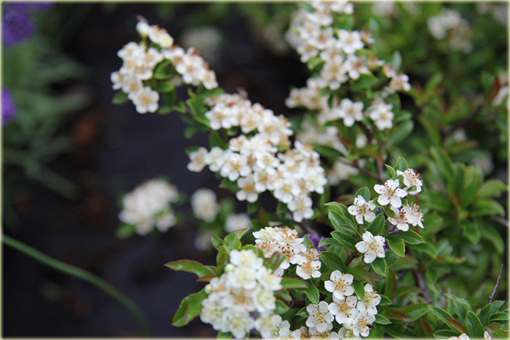 Ognik Teton Pyracantha Teton