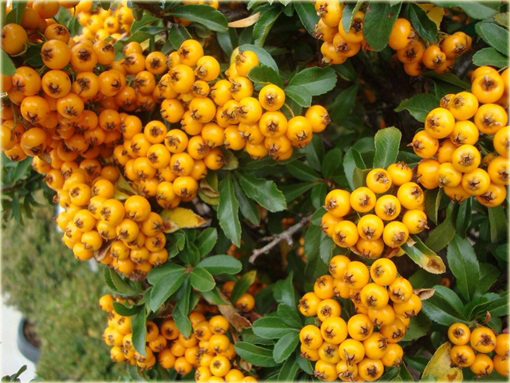 Ognik Teton Pyracantha Teton