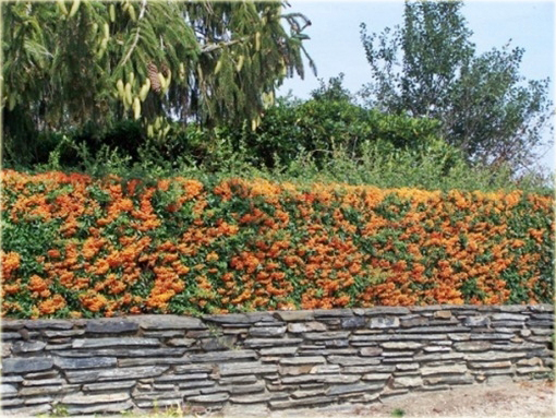 Ognik Teton Pyracantha Teton
