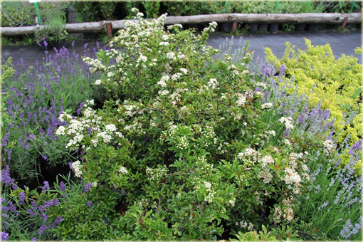 Ognik Teton Pyracantha Teton