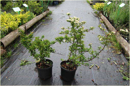 Ognik Teton Pyracantha Teton