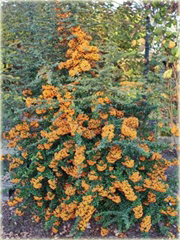 Ognik Teton Pyracantha Teton