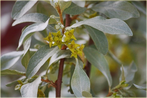 Oliwnik srebrzysty Elaeagnus commutata