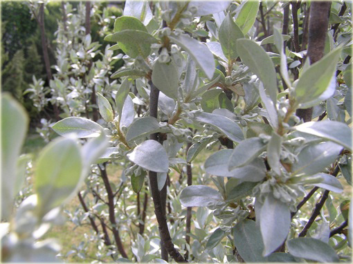 Oliwnik srebrzysty Elaeagnus commutata