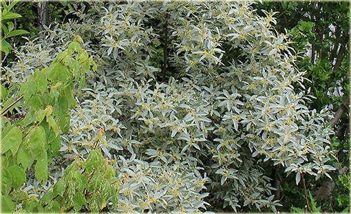 Oliwnik srebrzysty Elaeagnus commutata
