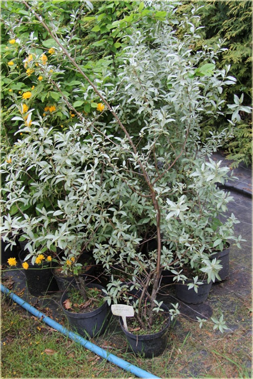 Oliwnik srebrzysty Elaeagnus commutata