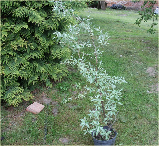 Oliwnik srebrzysty Elaeagnus commutata