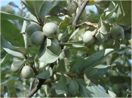 Oliwnik srebrzysty Elaeagnus commutata