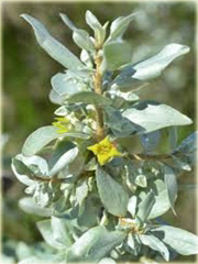 Oliwnik srebrzysty Elaeagnus commutata