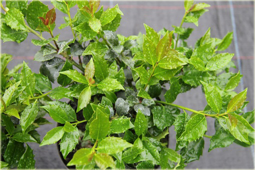 Ostrokrzew Blue Maid Ilex meserveae