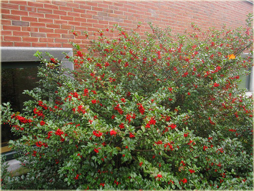 Ostrokrzew Blue Maid Ilex meserveae