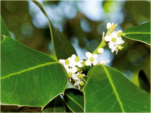 Ostrokrzew Blue Maid Ilex meserveae