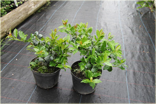 Ostrokrzew Blue Maid Ilex meserveae