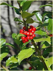 Ostrokrzew Blue Maid Ilex meserveae